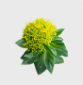 Rhodiola Rosea