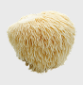 Lion's Mane