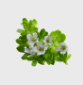 Bacopa Monnieri